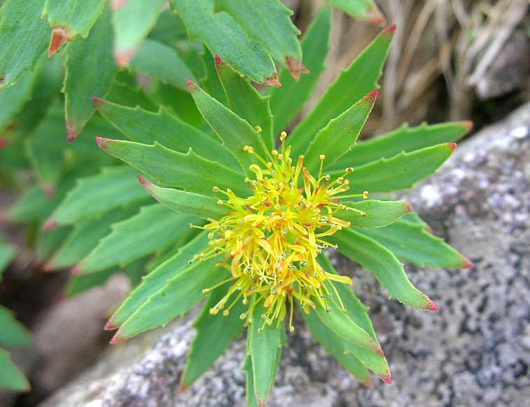 Rhodiola rosea / Rodiola rosea